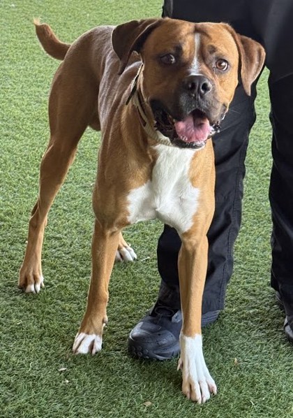 Shelter Stray Male Dog last seen , , TX, 821 S Coppell Rd, Coppell, TX 75019, USA