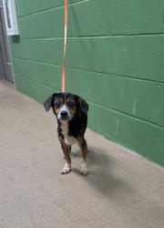 Shelter Stray Male Dog last seen Double Springs Rd, 29689, Anderson County, SC, 1320 US-29, Anderson, SC 29626, USA