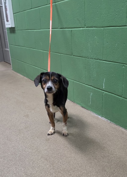 Shelter Stray Male Dog last seen Double Springs Rd, 29689, Anderson County, SC, 1320 US-29, Anderson, SC 29626, USA