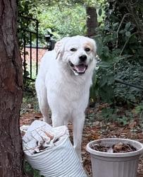 Reunited Male Dog last seen Kipling Dr & Devine St, Columbia, SC 29205