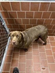 Shelter Stray Female Dog last seen Near Block Of Holley st, EVERMAN, TX, 3961 Bluebell Dr, Everman, TX 76140, USA