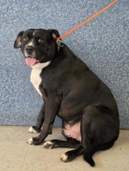 Shelter Stray Male Dog last seen E. Haines Ct, Floral City, FL, 4030 S Airport Rd, Inverness, FL 34450, USA