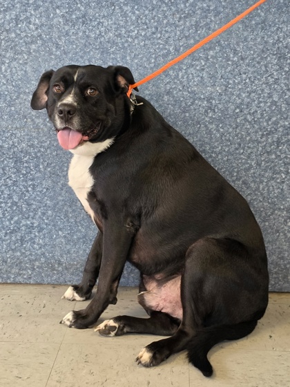 Shelter Stray Male Dog last seen E. Haines Ct, Floral City, FL, 4030 S Airport Rd, Inverness, FL 34450, USA