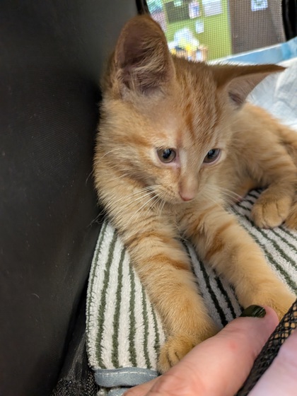 Shelter Stray Female Cat last seen Near Virginia Ave #16, Atlanta, GA, 1251 Fulton Industrial Blvd NW, Atlanta, GA 30336, USA
