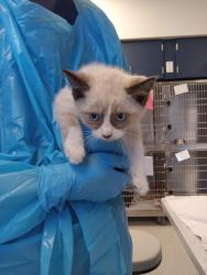 Shelter Stray Female Cat last seen Highway 65 passing Top Golf (1700 Freedom Way), Roseville City, CA, 200 Tahoe Ave, Roseville, CA 95678, USA