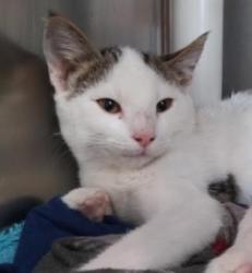 Shelter Stray Male Cat last seen Near Mills Tower Dr, Rancho Cordova, CA, 6201 Florin Perkins Rd, Sacramento, CA 95828, USA