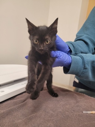 Shelter Stray Male Cat last seen CARMENET WAY at BLANCHETTE WAY, Rancho Cordova, CA, 6201 Florin Perkins Rd, Sacramento, CA 95828, USA