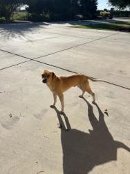 Shelter Stray Male Dog last seen S Cornelia & W South Ave, Fresno Zone Fresno CO 1A 93706, CA, 1510 W Dan Ronquillo Dr, Fresno, CA 93706, USA