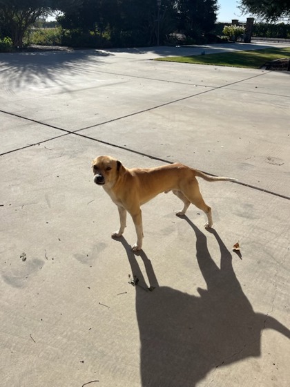Shelter Stray Male Dog last seen S Cornelia & W South Ave, Fresno Zone Fresno CO 1A 93706, CA, 1510 W Dan Ronquillo Dr, Fresno, CA 93706, USA