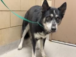 Shelter Stray Female Dog last seen Near Summit, 75149, TX, 1650 Gross Rd, Mesquite, TX 75149, USA