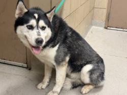 Shelter Stray Male Dog last seen Near Summit, 75149, TX, 1650 Gross Rd, Mesquite, TX 75149, USA