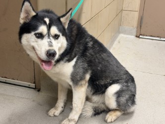 Shelter Stray Male Dog last seen Near Summit, 75149, TX, 1650 Gross Rd, Mesquite, TX 75149, USA