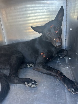 Shelter Stray Female Dog last seen Near N Main St, North District, TX, 355 Hillshire Dr, Haslet, TX 76052, USA