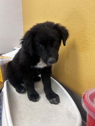 Shelter Stray Female Dog last seen Near La Esperaza Dr, 75149, TX, 1650 Gross Rd, Mesquite, TX 75149, USA