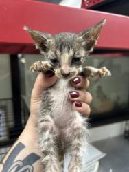 Shelter Stray Male Cat last seen Near VICKI LN, Central District,, 355 Hillshire Dr, Haslet, TX 76052, USA
