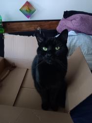 Lost Male Cat last seen Sunstone road and Atherton way, Taylorsville, UT 84123