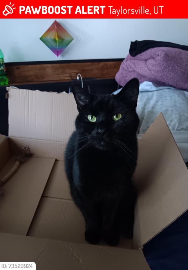 Lost Male Cat last seen Sunstone road and Atherton way, Taylorsville, UT 84123