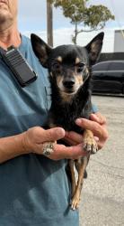 Found/Stray Male Dog last seen Near Firmona Ave, Lawndale, CA 90260