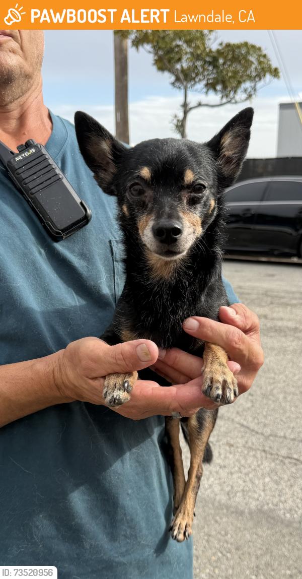 Found/Stray Male Dog last seen Near Firmona Ave, Lawndale, CA 90260