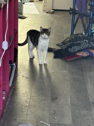 Lost Male Cat last seen trinity falls pkway and laud howell, McKinney, TX 75071