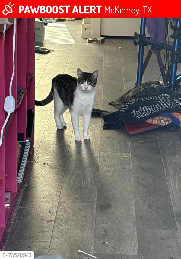 Lost Male Cat last seen trinity falls pkway and laud howell, McKinney, TX 75071