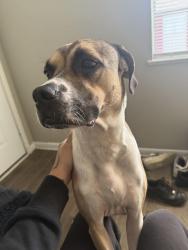 Reunited Female Dog last seen Primrose dr S18th street, Waco, TX 76702