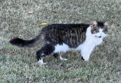 Found/Stray Male Cat last seen Tyger River Park, Woodruff, SC 29388