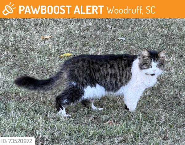 Found/Stray Male Cat last seen Tyger River Park, Woodruff, SC 29388