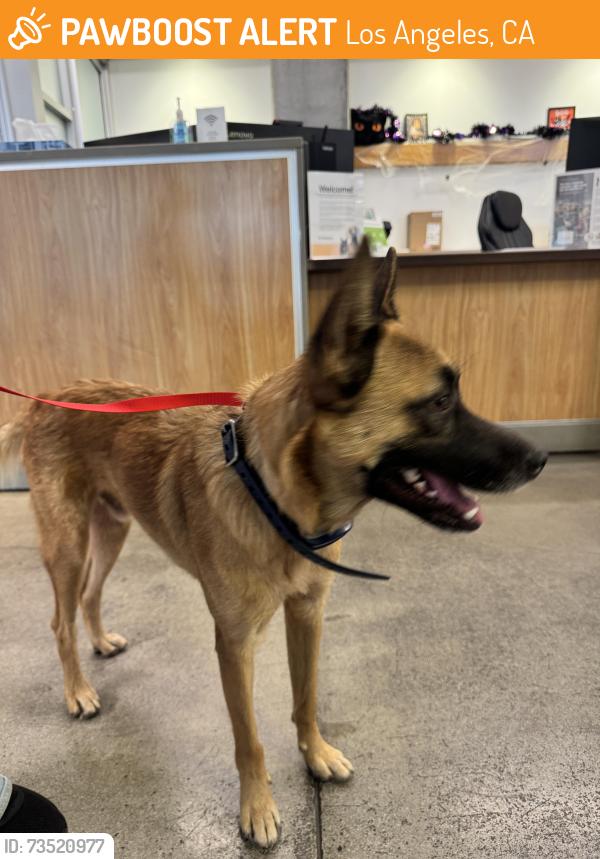 Found/Stray Male Dog last seen USC, Los Angeles, CA 90007