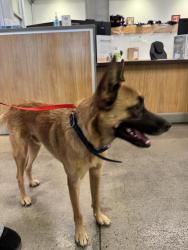 Found/Stray Male Dog last seen USC, Los Angeles, CA 90007