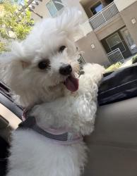 Lost Female Dog last seen Near hull pl, Oxnard, CA 93030