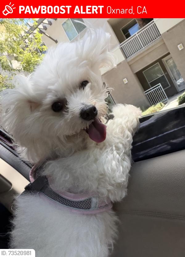 Lost Female Dog last seen Near hull pl, Oxnard, CA 93030