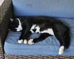 Lost Male Cat last seen N Seed Tick Rd, Dawsonville, GA 30534