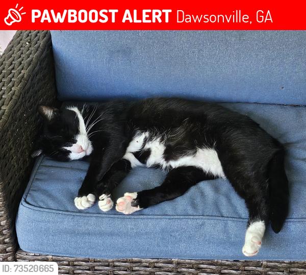 Lost Male Cat last seen N Seed Tick Rd, Dawsonville, GA 30534