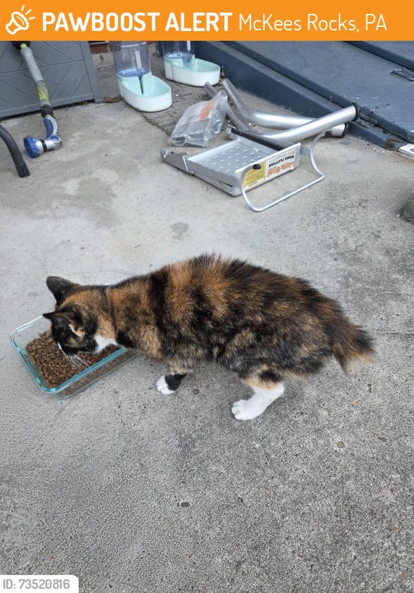 Found/Stray Unknown Cat last seen 13th, McKees Rocks, PA 15136
