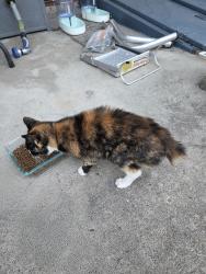 Found/Stray Unknown Cat last seen 13th, McKees Rocks, PA 15136