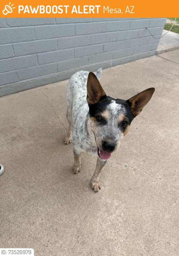 Found/Stray Male Dog last seen Guerrero park, Mesa, AZ 85210
