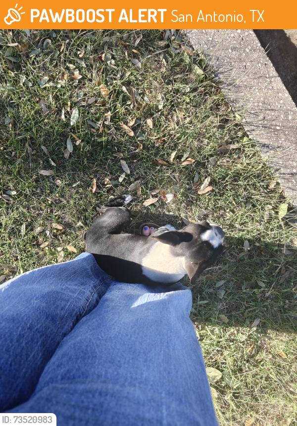 Found/Stray Male Dog last seen Bowie Ml, San Antonio, TX 78253
