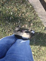 Found/Stray Male Dog last seen Bowie Ml, San Antonio, TX 78253