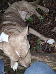Found/Stray Male Dog last seen Grayson park, Birmingham, AL 35215