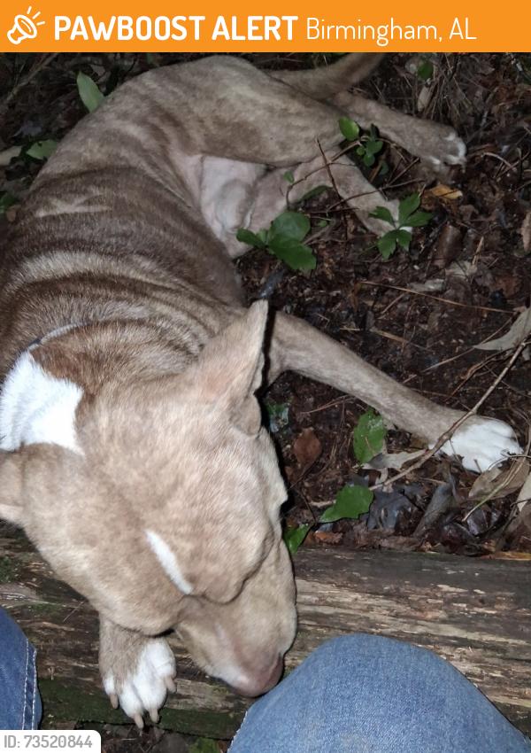 Found/Stray Male Dog last seen Grayson park, Birmingham, AL 35215