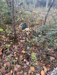 Found/Stray Male Dog last seen hawkville road, Templeton, PA 16259