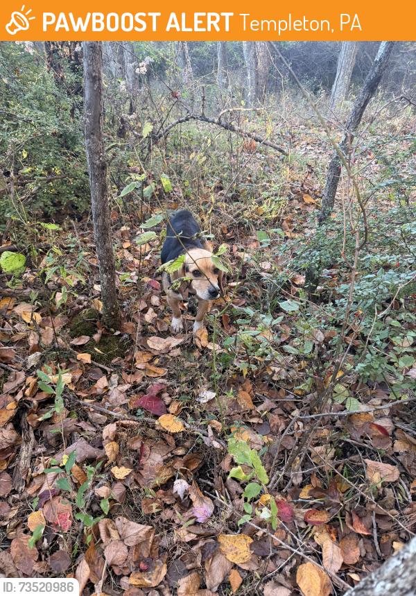 Found/Stray Male Dog last seen hawkville road, Templeton, PA 16259