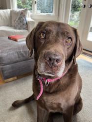 Reunited Female Dog last seen Near Peach Ct E, Seattle, WA 98112, USA, Seattle, WA 98112