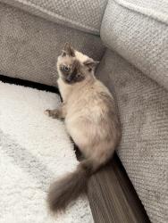 Found/Stray Female Cat last seen Marysville/lake Stevens area not far from lake Stevens bus barn, Marysville, WA 98270