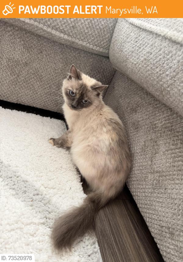 Found/Stray Female Cat last seen Marysville/lake Stevens area not far from lake Stevens bus barn, Marysville, WA 98270