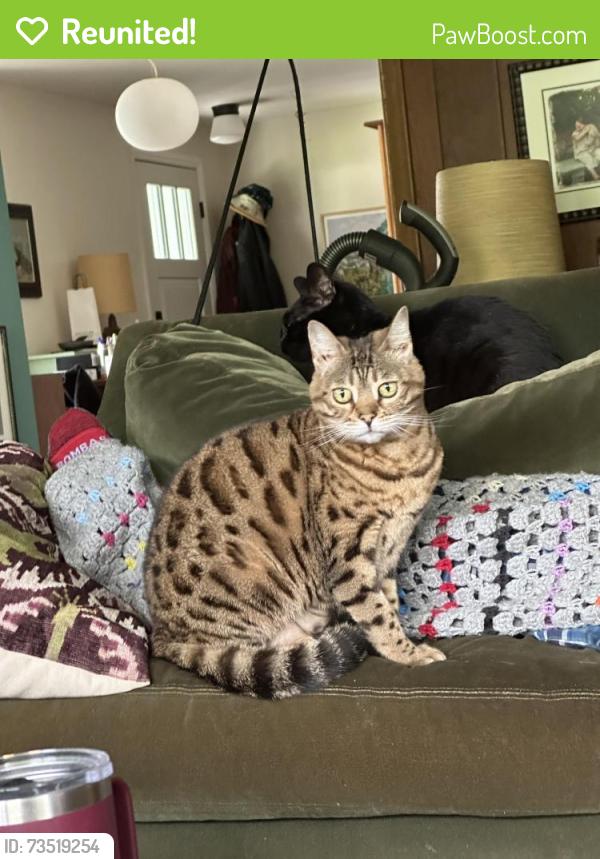 Reunited Female Cat last seen North Harrison Rd and Cricket Lane, East Lansing, MI 48823