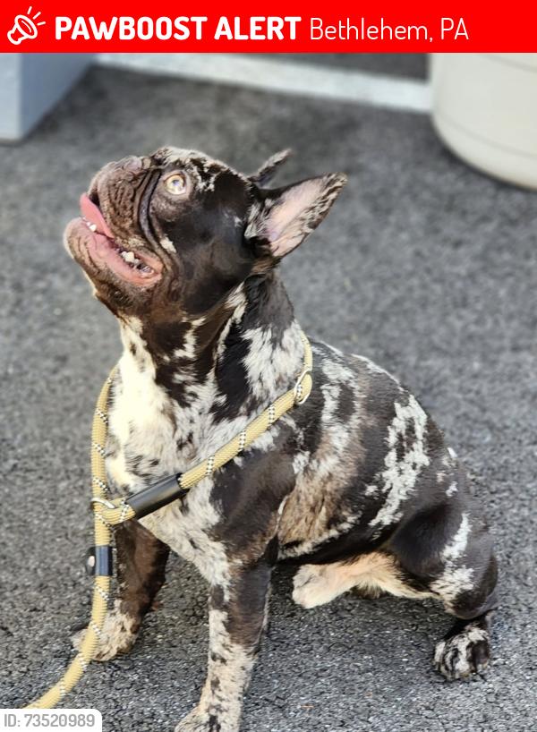 Lost Male Dog last seen Black with white spots, Bethlehem, PA 18017