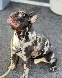 Lost Male Dog last seen Black with white spots, Bethlehem, PA 18017