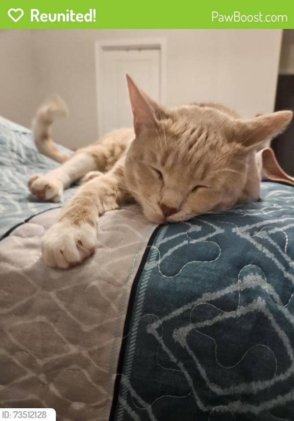 Reunited Male Cat last seen Revere dr, Hampton, GA 30228